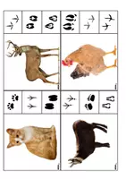Aperçu - Jeux - Empreintes animaux – Cartes et activités PDF - Page 3