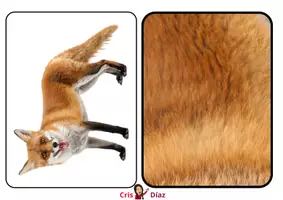 Vista previa - Juegos / Gamificación - JUEGO PIELES ANIMALES PARTE 2 - Portada