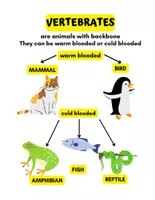 Vorschau - Arbeitsblätter - Animals Complete Wildlife - Arbeitsblätter + Antworten - Seite 1
