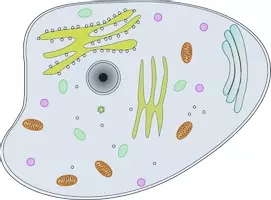Vorschau - Arbeitsblätter - Die Zelle und ihre Organellen (Biologie, Arbeitsblätter) - Deckblatt