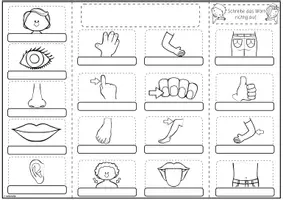 Vorschau - Arbeitsblätter - Mini-Lapbook | Körperteile Wortschatz | für alle Sprachen - Seite 3