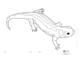Vorschau - Mal- und Bastelvorlagen - Ausmalbild SALAMANDER !! 3 versch. Versionen ! Mandala *BE* - Seite 1