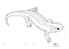 Vorschau - Mal- und Bastelvorlagen - Ausmalbild SALAMANDER !! 3 versch. Versionen ! Mandala *BE* - Seite 2