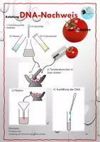 Vorschau - Experimente - DNA-Extraktion an der Tomate mit genauer Auswertung - Seite 1
