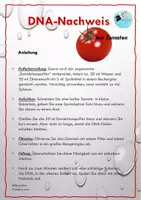 Vorschau - Experimente - DNA-Extraktion an der Tomate mit genauer Auswertung - Seite 2