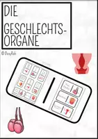Vorschau - Spiele - Kettenreatkionsspiel: Geschlechtsorgane des Menschen - Deckblatt