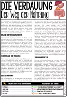 Vorschau - Unterrichtsreihen - Verdauung & Ernährung - Infomaterial & Arbeitsblätter - Textpassagen mit Markierungen, Überschriften zuornden, Fragen & Lösungen - Seite 3