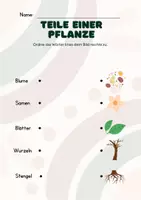 Vorschau - Arbeitsblätter - Pflanzenkunde 3. Klasse - 5. Klasse | Fotosynthese - Seite 2