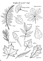 anteprima - Schede informative - Foglie di tutti i tipi | Attività didattica per l'autunno - Pagina 2