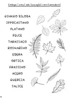 anteprima - Schede informative - Foglie di tutti i tipi | Attività didattica per l'autunno - Pagina 3