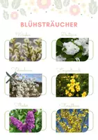 Vorschau - Arbeitsblätter - Blühsträucher & Immergrüne kreativ kennenlernen - Deckblatt