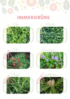 Vorschau - Arbeitsblätter - Blühsträucher & Immergrüne kreativ kennenlernen - Seite 2