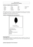 Vorschau - Arbeitsblätter - Herbarium - Anleitung und Bewertungsbogen - Seite 2