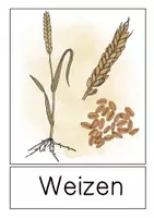 Vorschau - Präsentationen/Tafelbilder - Tafelmaterial - Getreide / Getreidearten - Seite 1