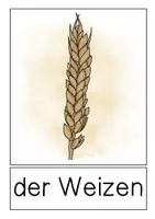 Vorschau - Präsentationen/Tafelbilder - Tafelmaterial - Getreide / Getreidearten - Seite 2