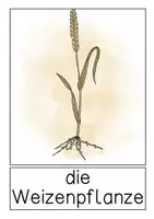 Vorschau - Präsentationen/Tafelbilder - Tafelmaterial - Getreide / Getreidearten - Seite 3