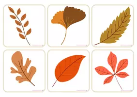 Vista previa - Refuerzo / NEE / Materiales de apoyo - Tarjetas de sombra-hojas árbol / Leaves Shadow FlashCards - página 3