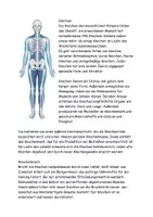 Vorschau - Arbeitsblätter - Rund um Knochen Grafiken Text Aufgaben Lösung - Seite 2