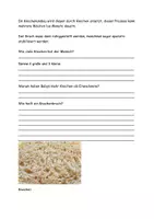 Vorschau - Arbeitsblätter - Rund um Knochen Grafiken Text Aufgaben Lösung - Seite 3