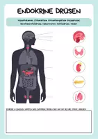Vorschau - Arbeitsblätter - Hormonsystem des Menschen - Biologie - 8. Schulstufe - Seite 2