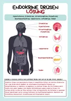 Vorschau - Arbeitsblätter - Hormonsystem des Menschen - Biologie - 8. Schulstufe - Seite 3