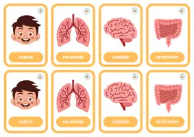 Vista previa - Juegos / Gamificación - RECUERDA DONDE ME VISTE - EL CUERPO HUMANO - página 2
