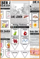 Vorschau - Unterrichtsreihen - Ausscheidung & Entgiftung Interaktives Heft | Leber - Nieren - Darm - Lunge - Haut - Ausscheidungsorgane - sofort einsatzbereit - Seite 3
