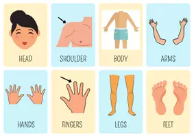 Vista previa - Juegos / Gamificación - Body parts. Tarjetas y juego de parejas. - página 2