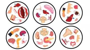 Vista previa - Juegos / Gamificación - GAME: What parts of the body do we have in common? (Body) - página 2