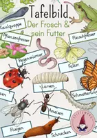 Vorschau - Stundenentwürfe - Tafelbild: Der Frosch & sein Futter - Deckblatt