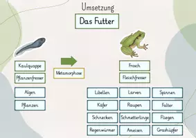 Vorschau - Stundenentwürfe - Tafelbild: Der Frosch & sein Futter - Seite 3