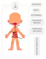 Vista previa - Unidades / Secuencias / Situaciones de Aprendizaje - Cuerpo humano - página 2
