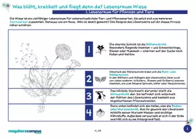 Vorschau - Mal- und Bastelvorlagen - Willi macht Schule: Die Stockwerke der Wiese - Seite 1