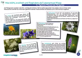 Vorschau - Arbeitsblätter - Willi macht Schule: Lebensraum Wiese – Die Bergwiese - Seite 2