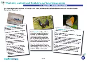 Vorschau - Arbeitsblätter - Willi macht Schule: Lebensraum Wiese – Die Bergwiese - Seite 3