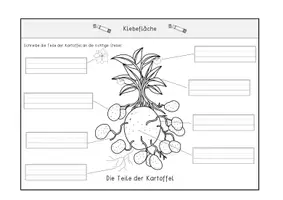 Vorschau - Anderer Materialtyp - Klappheftchen – Kartoffel - Seite 2