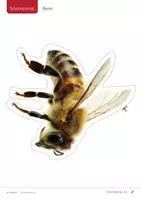 Vorschau - Fördermaterial/Inklusion - Wiesentiere 🦋 Tafelmaterial Tiere/Tierklassen/Schichten - Seite 1