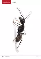 Vorschau - Fördermaterial/Inklusion - Wiesentiere 🦋 Tafelmaterial Tiere/Tierklassen/Schichten - Seite 2