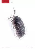Vorschau - Fördermaterial/Inklusion - Wiesentiere 🦋 Tafelmaterial Tiere/Tierklassen/Schichten - Seite 3