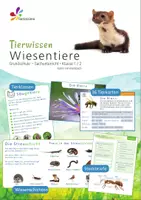 Vorschau - Stationenlernen - Wiesentiere 🦋 Tierkarten, Steckbriefe und Wiesenschichten - Deckblatt