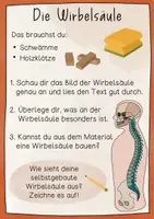 Vorschau - Unterrichtsreihen - Wirbelsäule Unterrichtsreihe - Arbeitsblätter, Versuche, Tafelmaterial, Bildkarten - Seite 3