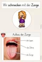 Vorschau - Bildkarten - Die Zunge - Der Geschmackssinn - Wissenskartei - Seite 3