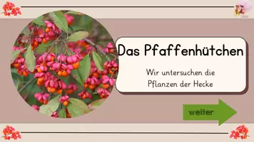 Vorschau - Interaktives Material - Pfaffenhütchen - interaktive Wissenskartei - Seite 2