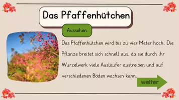 Vorschau - Interaktives Material - Pfaffenhütchen - interaktive Wissenskartei - Seite 3