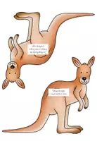 Vorschau - Arbeitsblätter - Tier-Steckbrief-Erkundung- Das Känguru - Seite 3