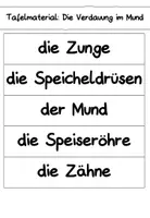Vorschau - Arbeitsblätter - Mein Körper - Wie funktioniert die Verdauung im Mund ? - Seite 3