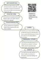 Vista previa - Hojas de trabajo - LA METAMORFÓSIS y LOS INSECTOS - página 1