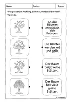 Vorschau - Arbeitsblätter - Baum im Jahresverlauf, Wald - Seite 2