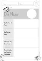Vorschau - Arbeitsblätter - Unsere Sinne: Steckbriefe Sinne und Sinnesorgane - Seite 2