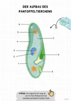 Vorschau - Arbeitsblätter - Das Pantoffeltierchen Zellbiologie Zytologie Einzeller - Seite 2